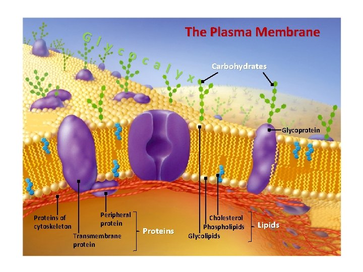The Plasma Membrane G l y c o c a l y x Carbohydrates The Plasma Membrane G l y c o c a l y x Carbohydrates