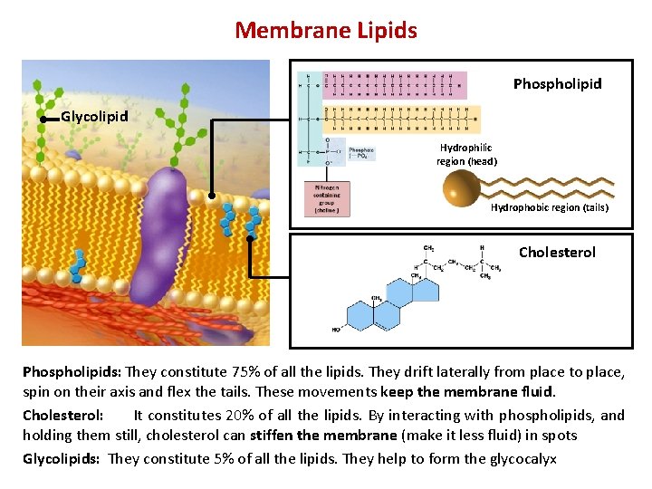Membrane Lipids Phospholipid Glycolipid Hydrophilic region (head) Hydrophobic region (tails) Cholesterol Phospholipids: They constitute Membrane Lipids Phospholipid Glycolipid Hydrophilic region (head) Hydrophobic region (tails) Cholesterol Phospholipids: They constitute
