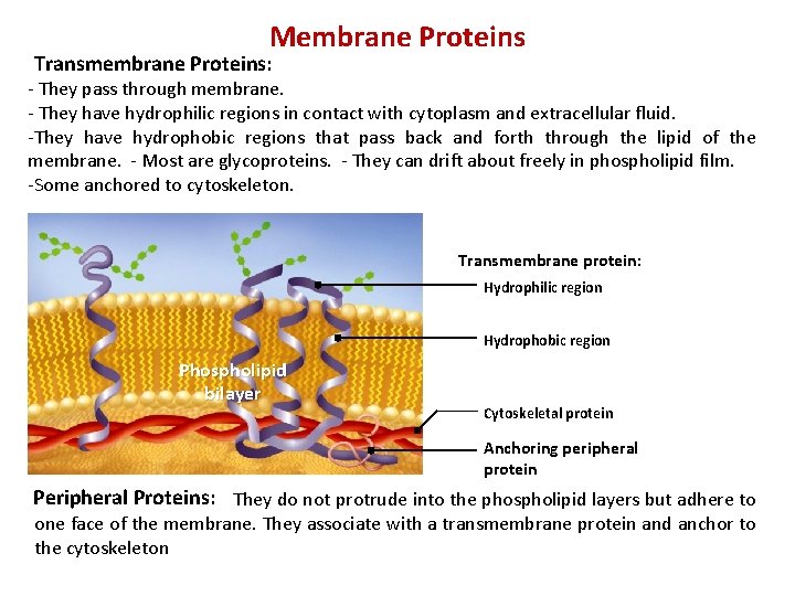 Membrane Proteins Transmembrane Proteins: - They pass through membrane. - They have hydrophilic regions Membrane Proteins Transmembrane Proteins: - They pass through membrane. - They have hydrophilic regions