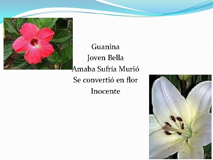 Ejemplos Guanina Joven Bella Amaba Sufría Murió Se convertió en flor Inocente 