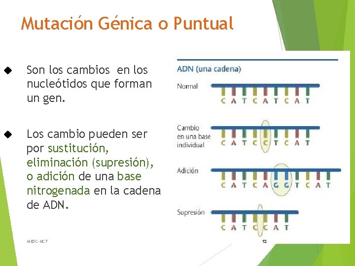 Mutación Génica o Puntual Son los cambios en los nucleótidos que forman un gen.