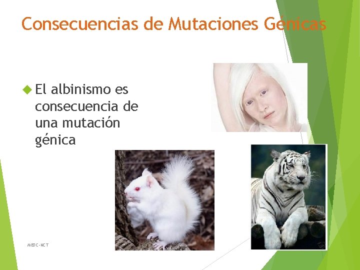 Consecuencias de Mutaciones Génicas El albinismo es consecuencia de una mutación génica MEDC-NCT 13