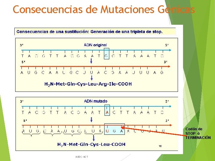 Consecuencias de Mutaciones Génicas Codón de STOP ó TERMINACIÓN 15 MEDC-NCT 