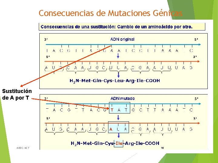 Consecuencias de Mutaciones Génicas Sustitución de A por T MEDC-NCT 16 