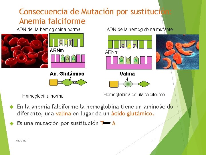 Consecuencia de Mutación por sustitución: Anemia falciforme ADN de la hemoglobina normal ADN de