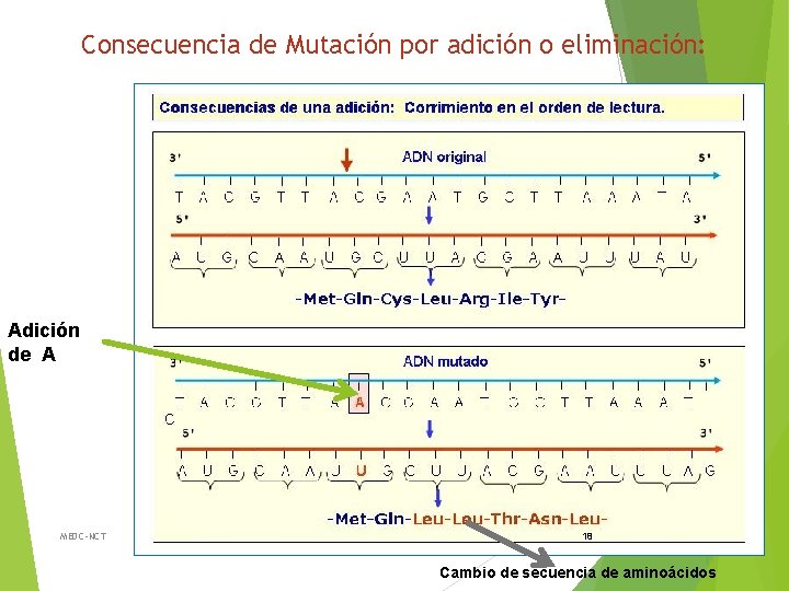 Consecuencia de Mutación por adición o eliminación: Adición de A MEDC-NCT 18 Cambio de
