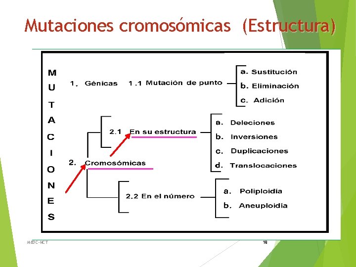 Mutaciones cromosómicas (Estructura) MEDC-NCT 19 