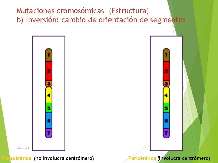 Mutaciones cromosómicas (Estructura) b) Inversión: cambio de orientación de segmentos MEDC-NCT Paracéntrica (no involucra