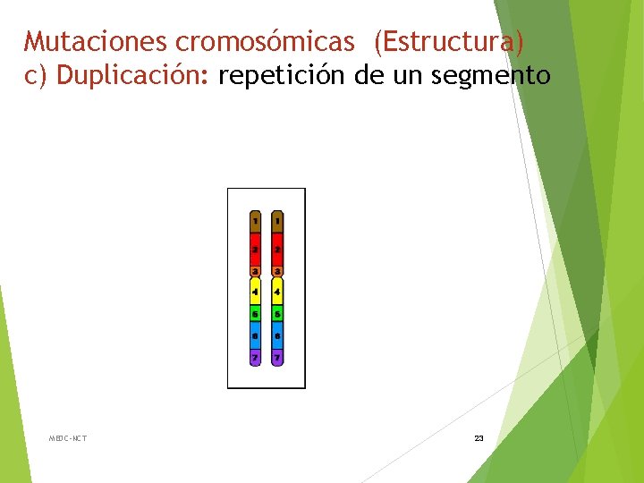 Mutaciones cromosómicas (Estructura) c) Duplicación: repetición de un segmento MEDC-NCT 23 