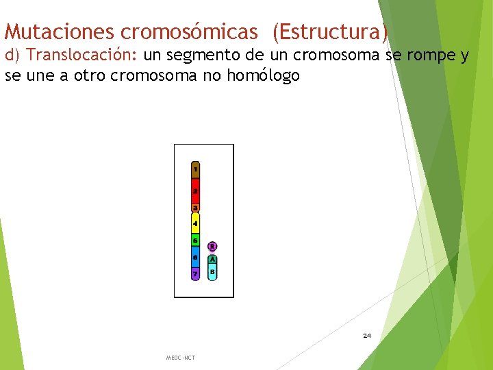 Mutaciones cromosómicas (Estructura) d) Translocación: un segmento de un cromosoma se rompe y se