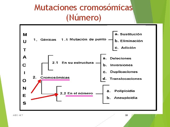 Mutaciones cromosómicas (Número) MEDC-NCT 25 