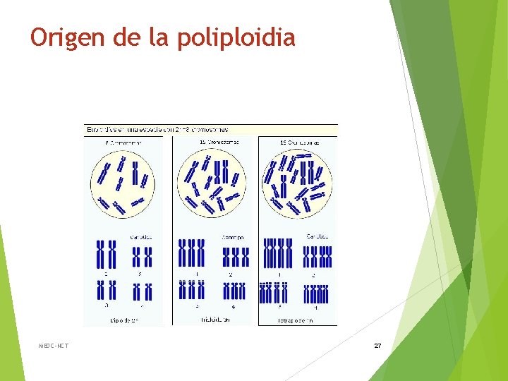 Origen de la poliploidia MEDC-NCT 27 