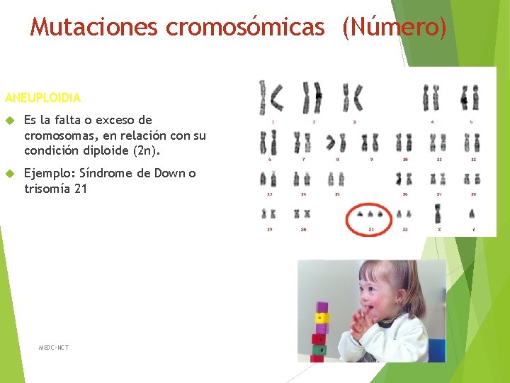 Mutaciones cromosómicas (Número) ANEUPLOIDIA Es la falta o exceso de cromosomas, en relación con