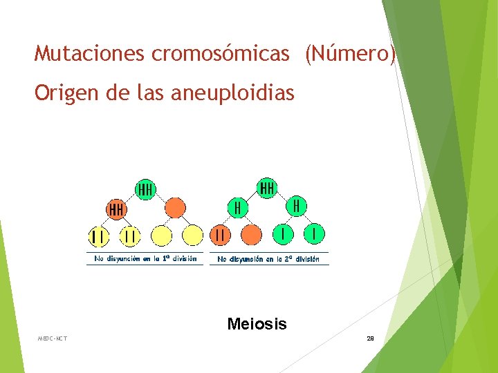 Mutaciones cromosómicas (Número) Origen de las aneuploidias Meiosis MEDC-NCT 29 