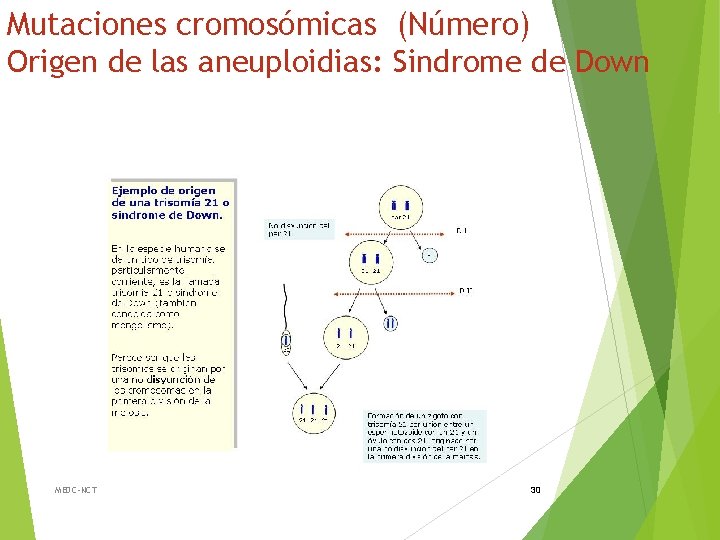Mutaciones cromosómicas (Número) Origen de las aneuploidias: Sindrome de Down MEDC-NCT 30 