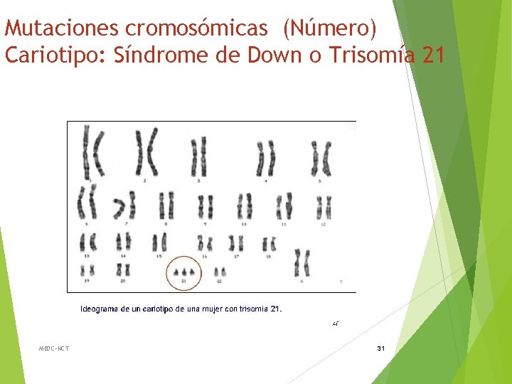 Mutaciones cromosómicas (Número) Cariotipo: Síndrome de Down o Trisomía 21 MEDC-NCT 31 