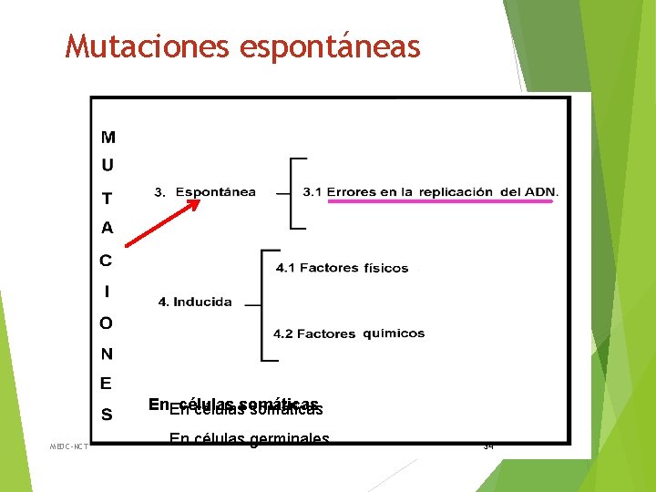 Mutaciones espontáneas En. En célulassomáticas MEDC-NCT En células germinales 34 