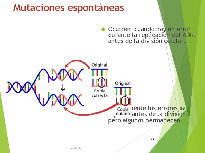 Mutaciones espontáneas Ocurren cuando hay un error durante la replicación del ADN, antes de