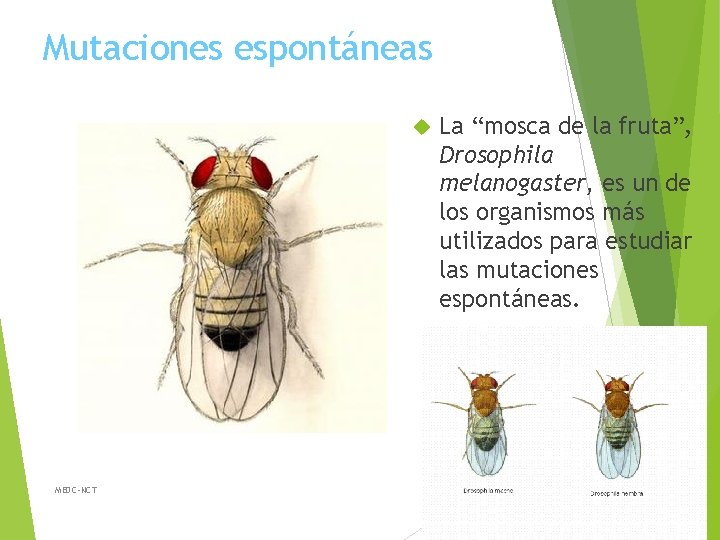 Mutaciones espontáneas MEDC-NCT La “mosca de la fruta”, Drosophila melanogaster, es un de los