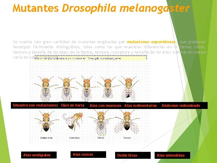 Mutantes Drosophila melanogaster Se cuenta con gran cantidad de mutantes originados por mutaciones espontáneas,