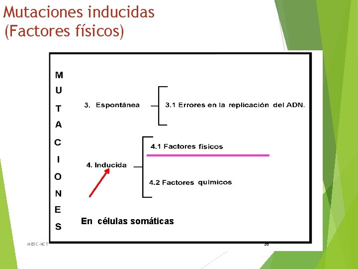 Mutaciones inducidas (Factores físicos) En células somáticas MEDC-NCT 38 
