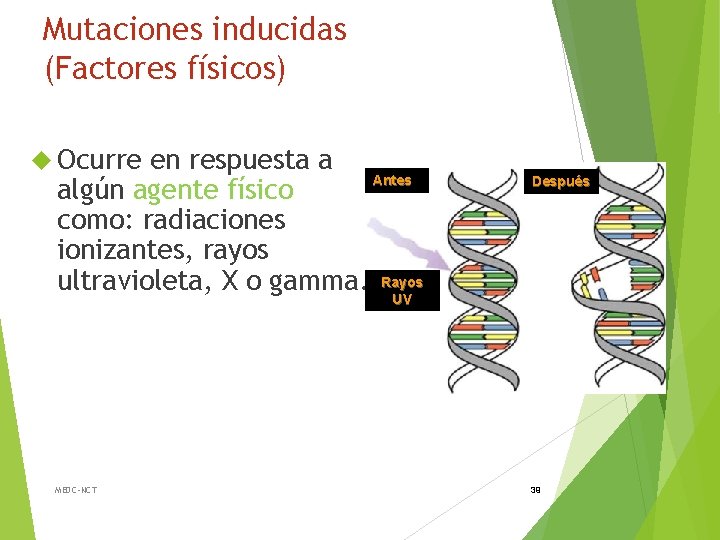 Mutaciones inducidas (Factores físicos) Ocurre en respuesta a Antes algún agente físico como: radiaciones