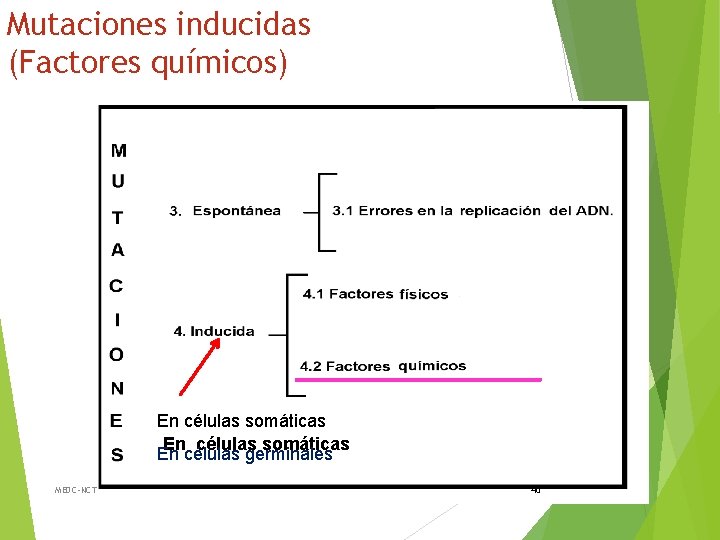 Mutaciones inducidas (Factores químicos) En células somáticas En células germinales MEDC-NCT 40 