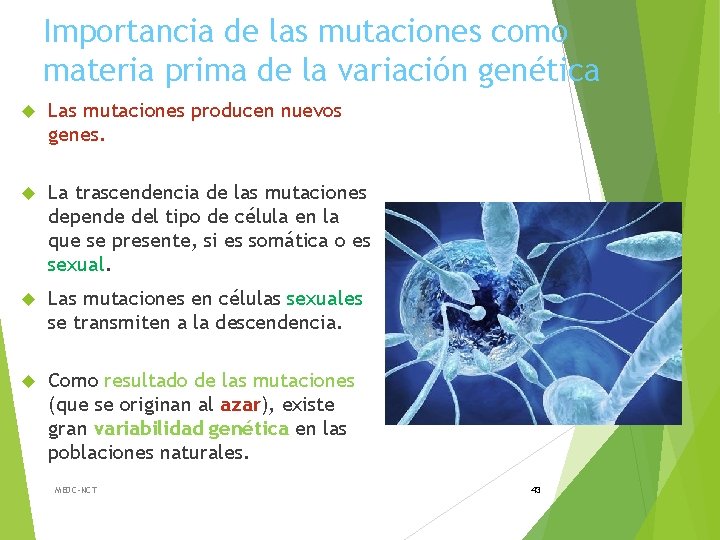 Importancia de las mutaciones como materia prima de la variación genética Las mutaciones producen
