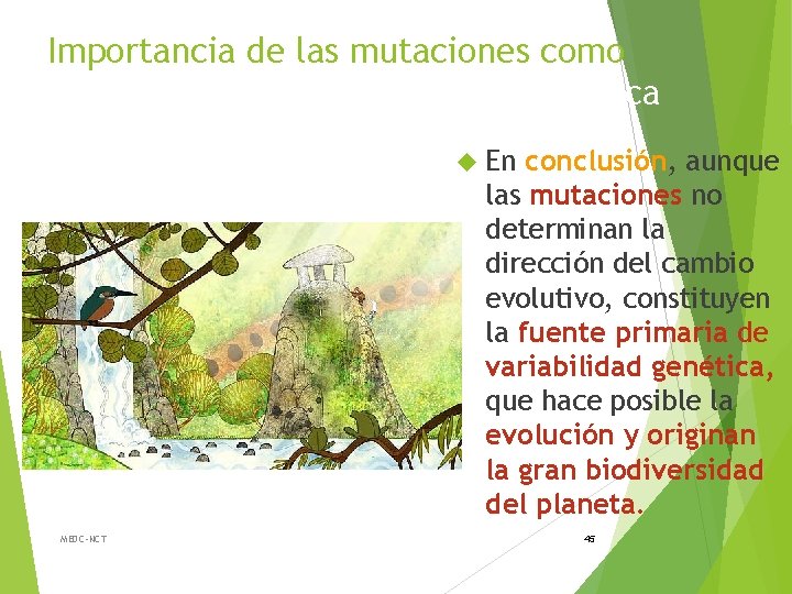 Importancia de las mutaciones como materia prima de la variación genética En conclusión, aunque