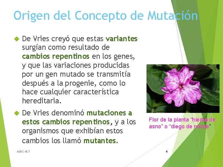 Origen del Concepto de Mutación De Vries creyó que estas variantes surgían como resultado