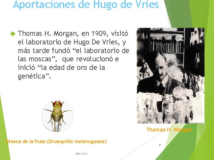 Aportaciones de Hugo de Vries Thomas H. Morgan, en 1909, visitó el laboratorio de