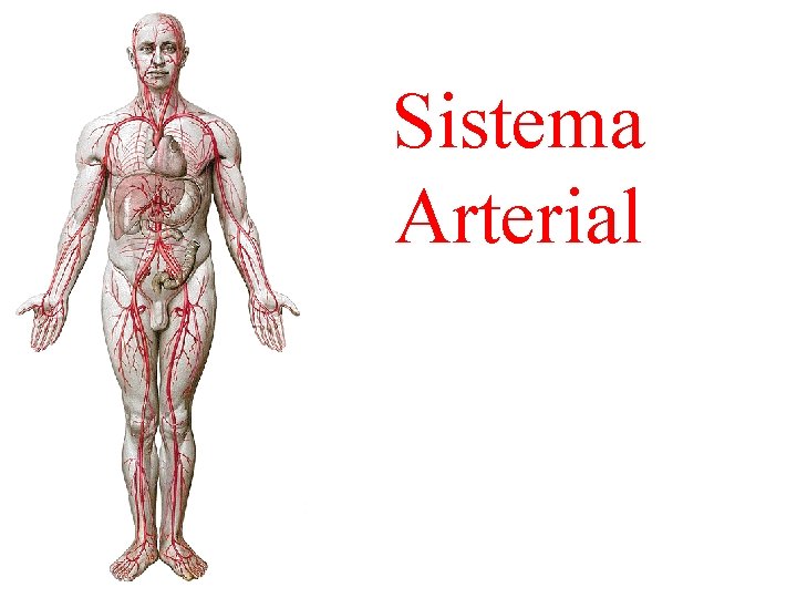 Sistema Arterial 