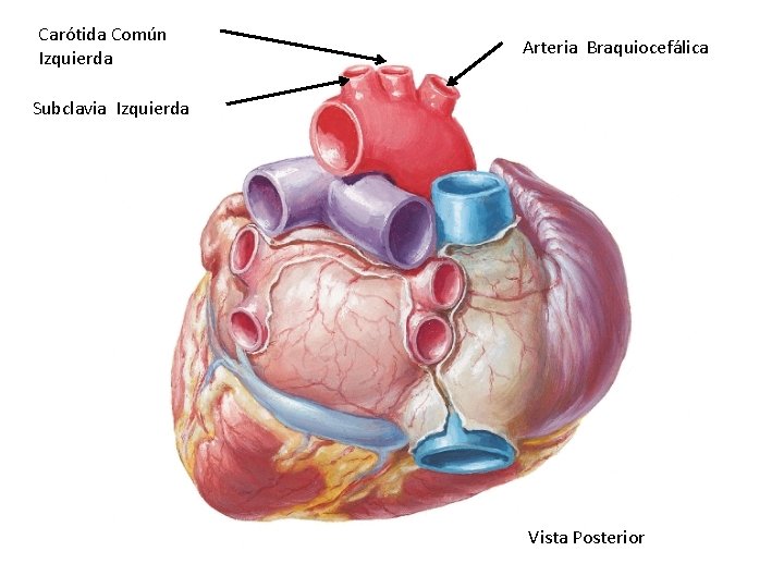 Carótida Común Izquierda Arteria Braquiocefálica Subclavia Izquierda Vista Posterior 