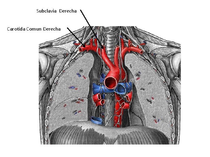 Subclavia Derecha Carotida Comun Derecha 