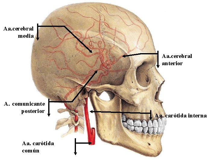 Aa. cerebral media Aa. cerebral anterior A. comunicante posterior Aa. carótida común Aa. carótida