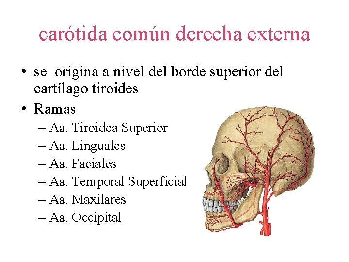 carótida común derecha externa • se origina a nivel del borde superior del cartílago