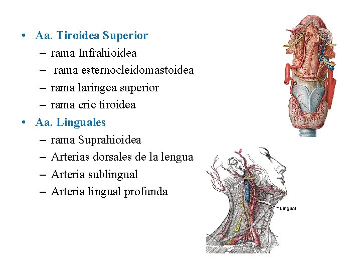  • Aa. Tiroidea Superior – rama Infrahioidea – rama esternocleidomastoidea – rama laríngea