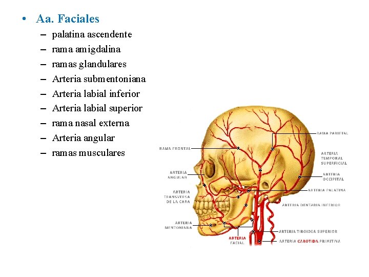  • Aa. Faciales – – – – – palatina ascendente rama amigdalina ramas