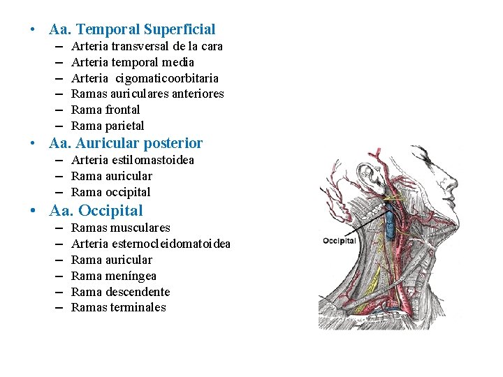 • Aa. Temporal Superficial – – – Arteria transversal de la cara Arteria • Aa. Temporal Superficial – – – Arteria transversal de la cara Arteria