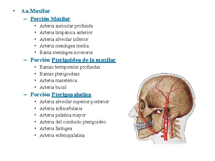  • Aa. Maxilar – Porción Maxilar • • • Arteria auricular profunda Arteria