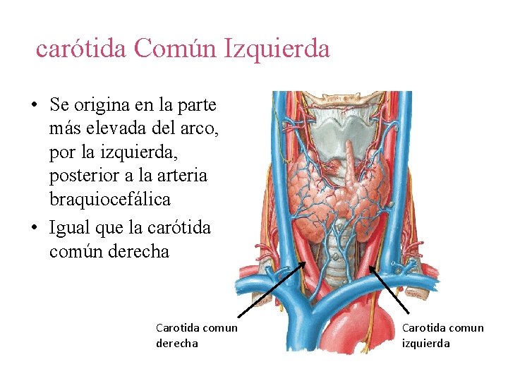 carótida Común Izquierda • Se origina en la parte más elevada del arco, por carótida Común Izquierda • Se origina en la parte más elevada del arco, por