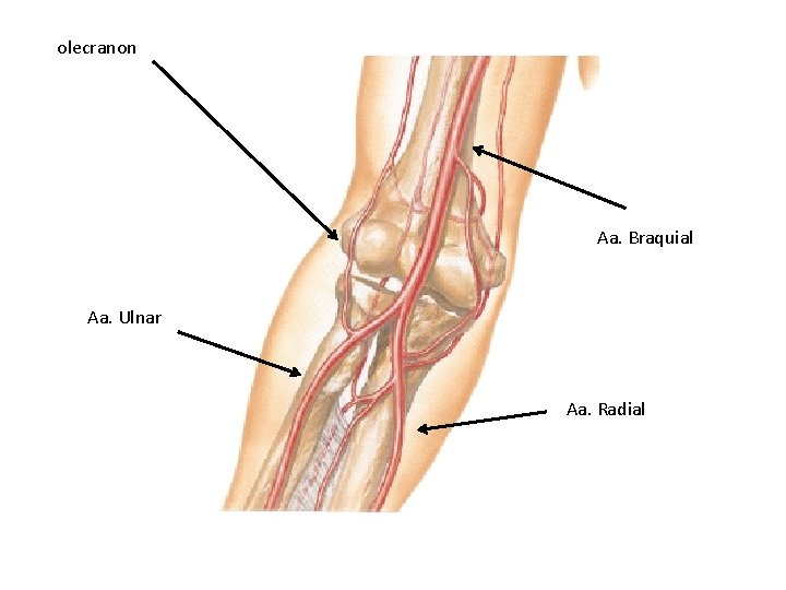 olecranon Aa. Braquial Aa. Ulnar Aa. Radial olecranon Aa. Braquial Aa. Ulnar Aa. Radial