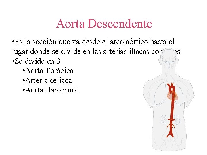 Aorta Descendente • Es la sección que va desde el arco aórtico hasta el