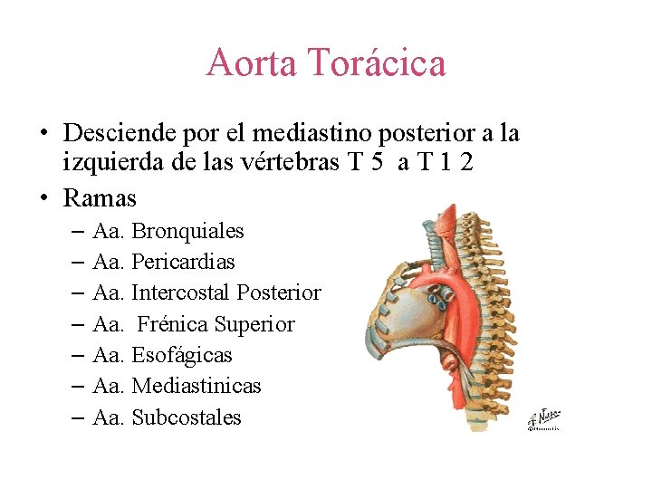 Aorta Torácica • Desciende por el mediastino posterior a la izquierda de las vértebras