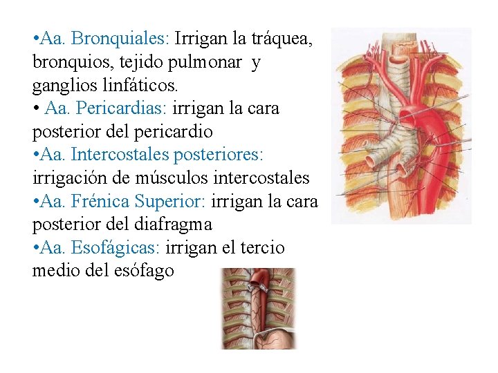 • Aa. Bronquiales: Irrigan la tráquea, bronquios, tejido pulmonar y ganglios linfáticos. • • Aa. Bronquiales: Irrigan la tráquea, bronquios, tejido pulmonar y ganglios linfáticos. •