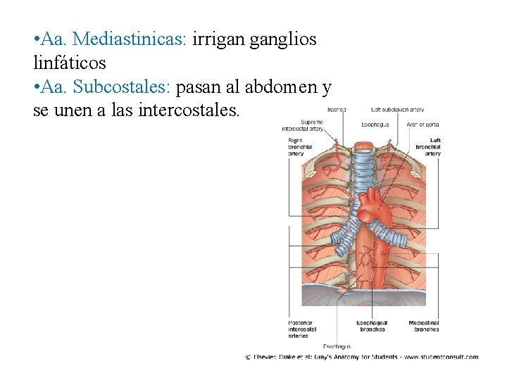  • Aa. Mediastinicas: irrigan ganglios linfáticos • Aa. Subcostales: pasan al abdomen y