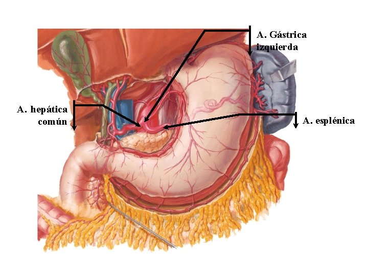 A. Gástrica izquierda A. hepática común A. esplénica A. Gástrica izquierda A. hepática común A. esplénica