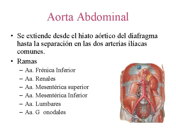 Aorta Abdominal • Se extiende desde el hiato aórtico del diafragma hasta la separación