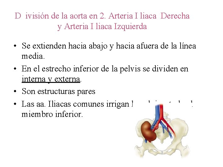 D ivisión de la aorta en 2. Arteria I liaca Derecha y Arteria I