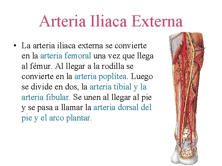 Arteria Iliaca Externa • La arteria iliaca externa se convierte en la arteria femoral Arteria Iliaca Externa • La arteria iliaca externa se convierte en la arteria femoral